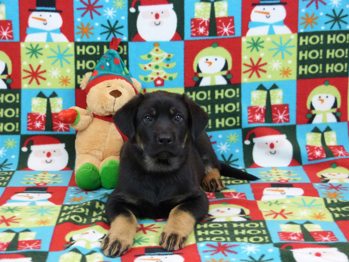 chinook puppy